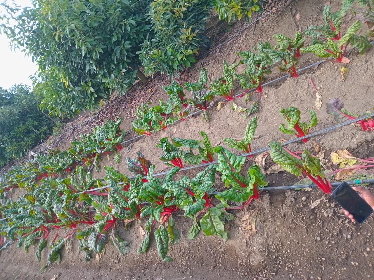Manure Production