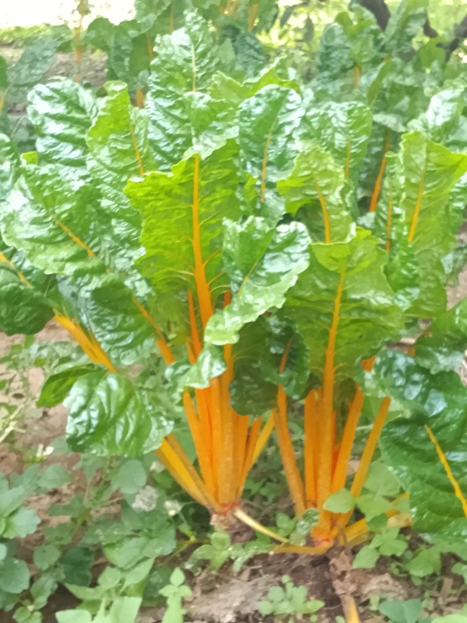 Organic Manure
